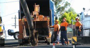 Tree Service Professionals With Machines