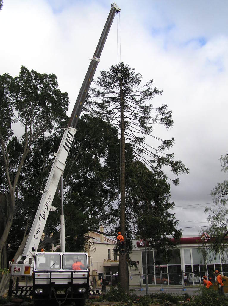 Crane Lifting A Tall Tree