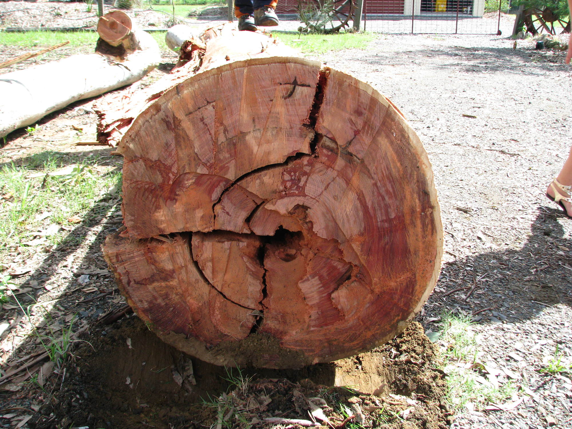 Tree Stump Removal - tree stump