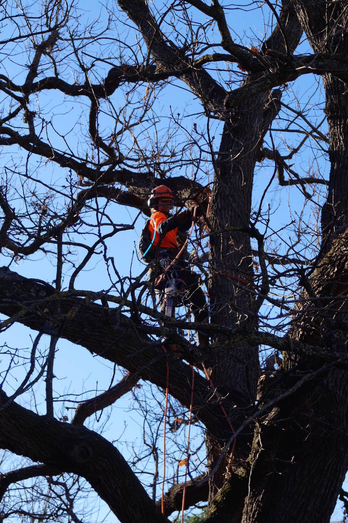 English Oak Tree Maintenance - oak tree maintenance