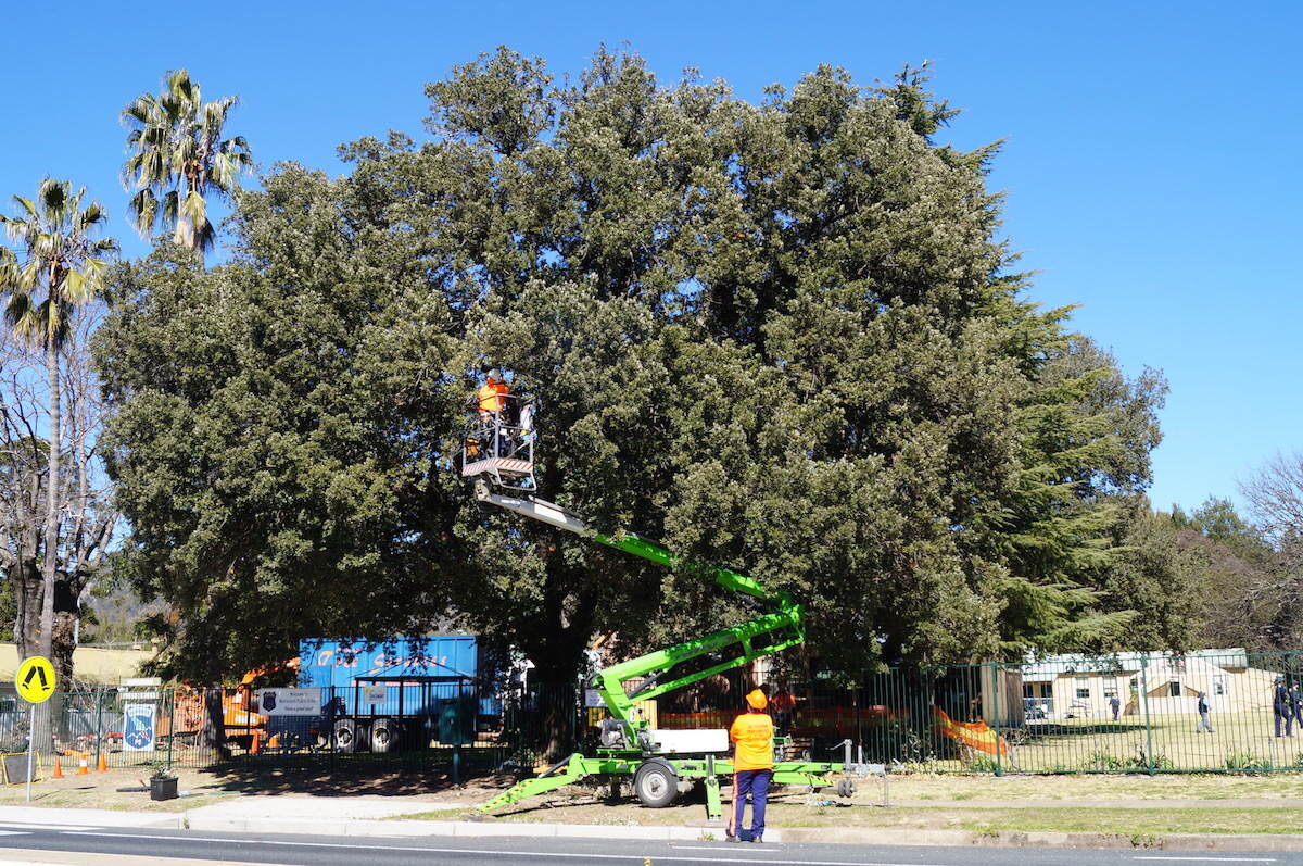 Evergreen Oak Tree Maintenance - oak tree maintenance