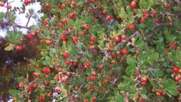 noxious weed clearing - african boxthorn