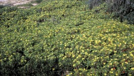 noxious weed clearing - bitou bush