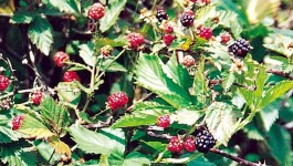 noxious weed clearing - blackberry