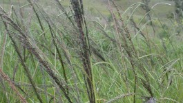 noxious weed clearing - giant parramatta grass
