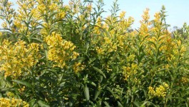 noxious weed clearing - green cestrum