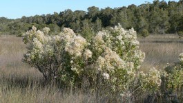 noxious weed clearing - groundsel bush