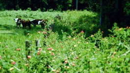 noxious weed clearing - lantana