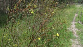 noxious weed clearing - long-leaf willow primrose