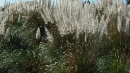 noxious weed clearing - pampas grass