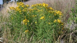 noxious weed clearing - st johns wort