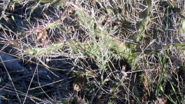 noxious weed clearing - tiger pear