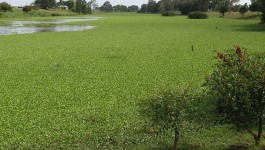 noxious weed clearing - water hyacinth