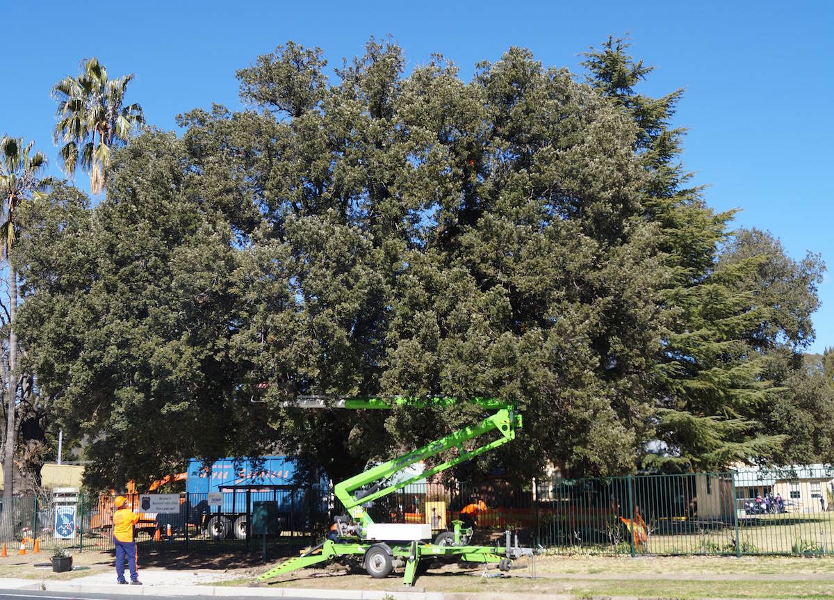 School Tree Inspections - school tree inspection