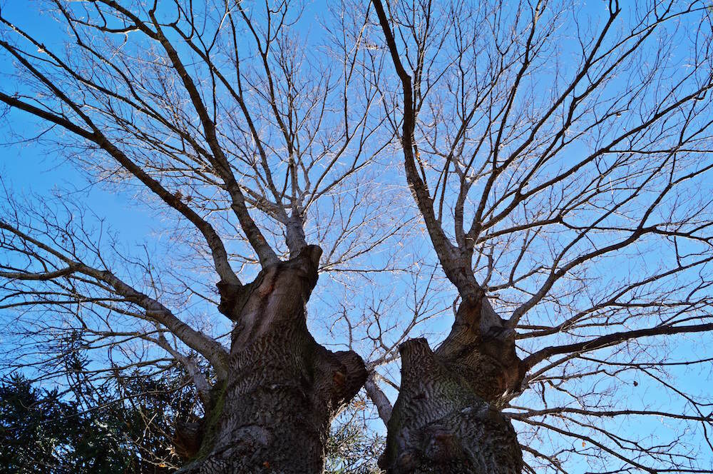 Turkey Oak Tree Maintenance - turkey oak tree